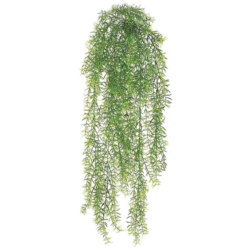 Springeri Hanging Bush